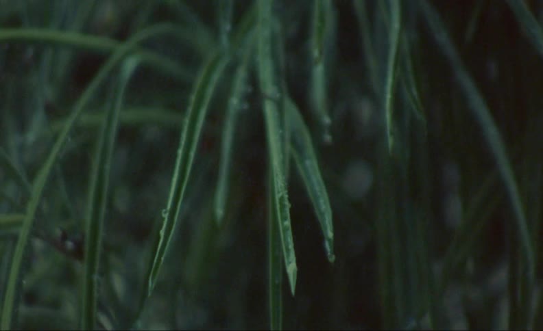 Rain drips down the leaves of a tropical plant