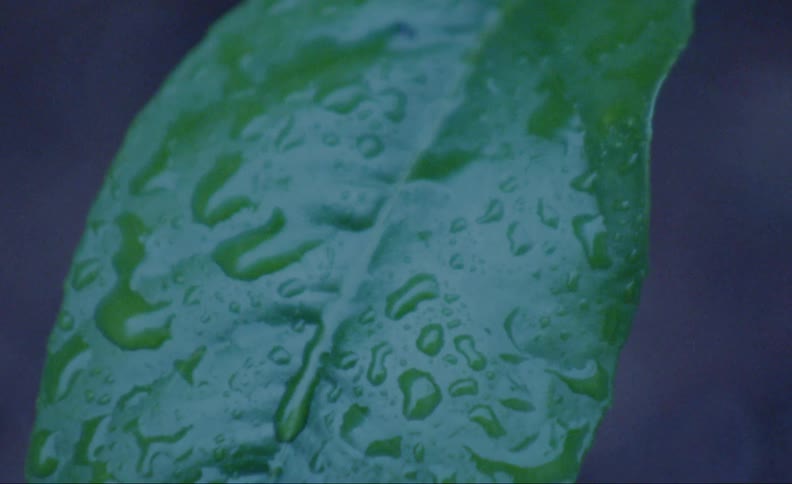 Drops of water condensation are sitting on a plant leaf