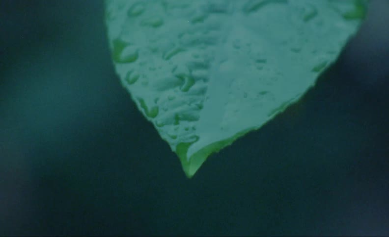 Rain drops on a perfect green leaf