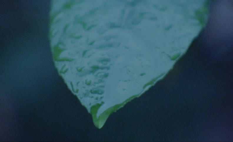 Heavy rain drips from a leaf and causes it to droop down