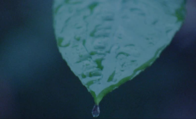 Heavy rainfall pushes down a plant leaf