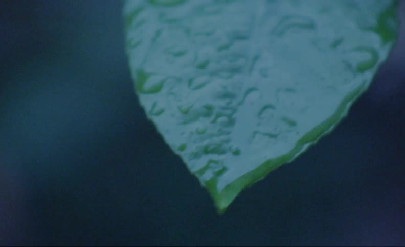 Rain falling on a green leaf during a rainstorm