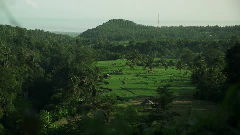 A green, hilly forest during the day
