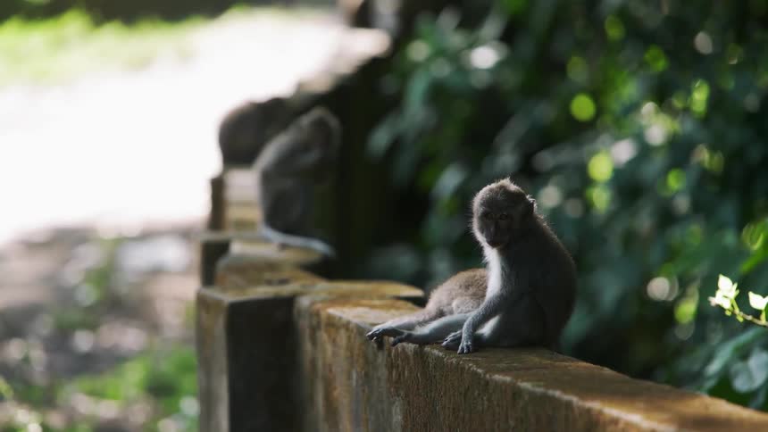 Monkeys sit on a wall outdoors
