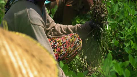 A person cuts rice from the ground
