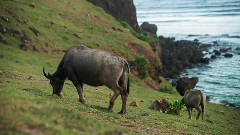 A group of buffalo eating grass
