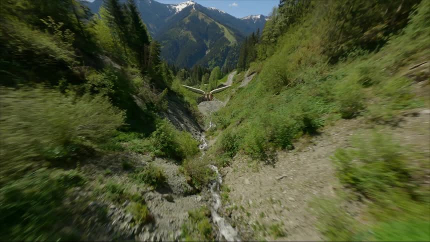Aerial view of trees in a forest is displayed