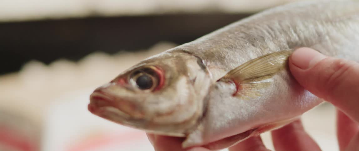 A person is holding a fish outdoors