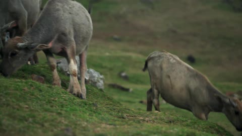 Animals graze and walk on a grass hill