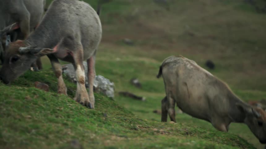Animals graze and walk on a grass hill
