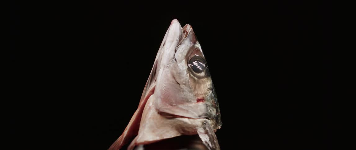 A fish head is staged in the dark