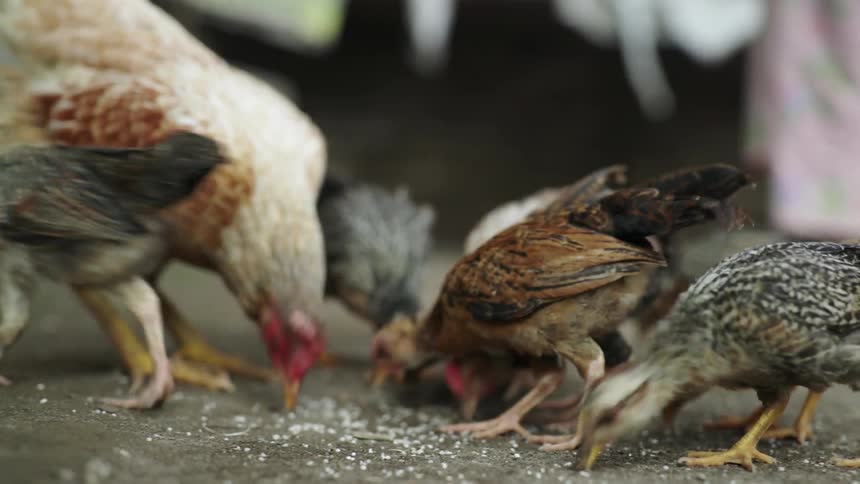Chickens eat some feet off the ground
