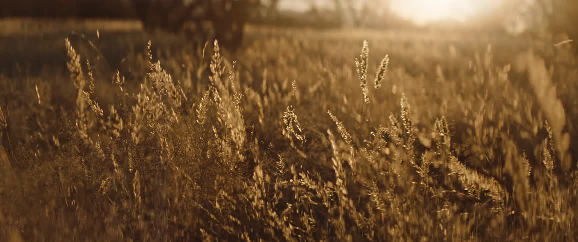 Sunlight shining down on tall grass in a rural field