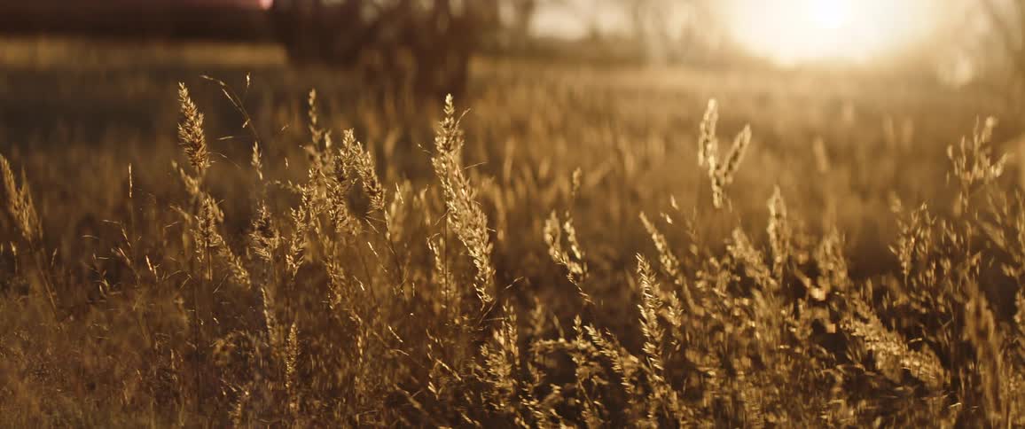 Sun glares down on grass stalks swaying in wind in field