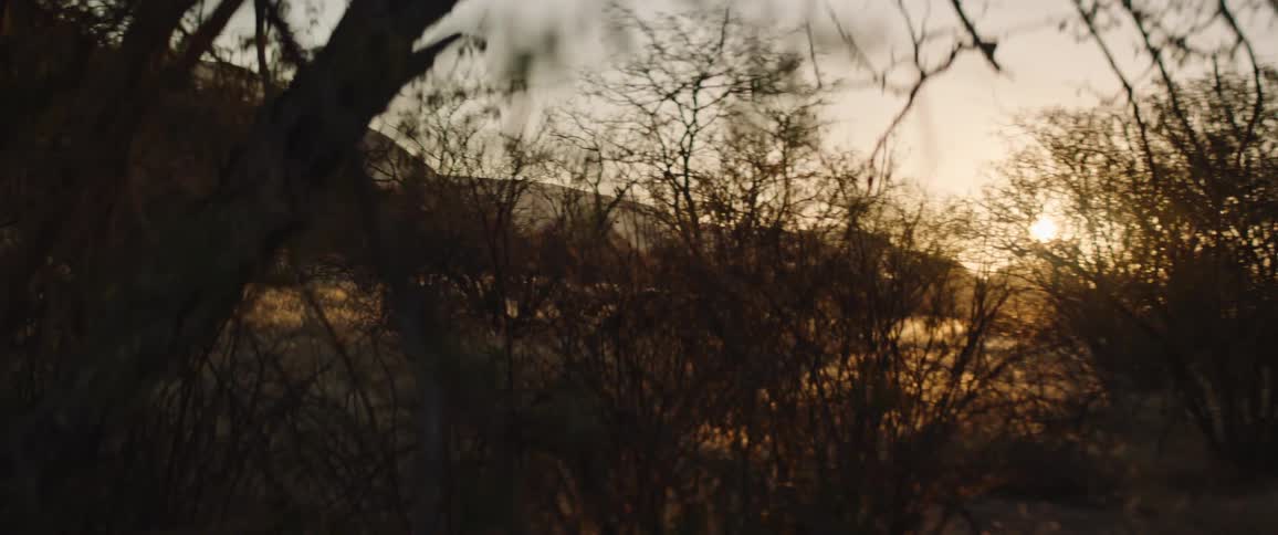 The sun shining over bare trees near hills in nature