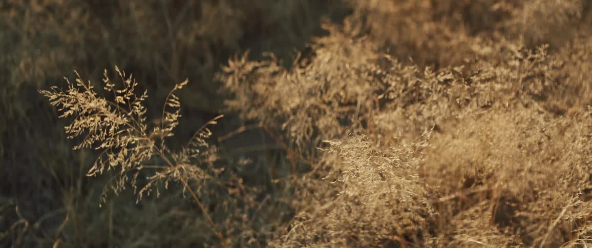 Tall grass and brush in the breeze
