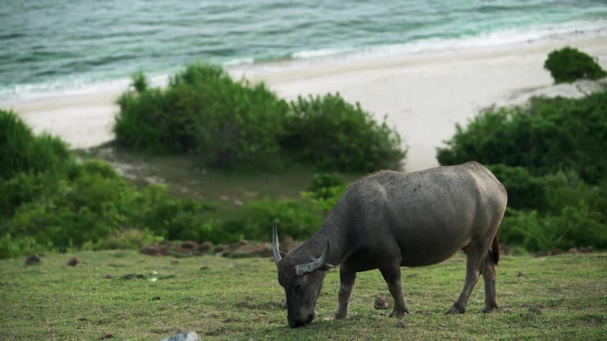 An animal is grazing on the grass by the shore
