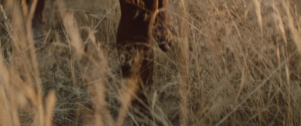 Tribal men walk barefoot through a field of knee high grass