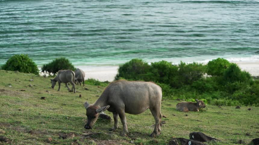 A herd of cattle grazing near the beach