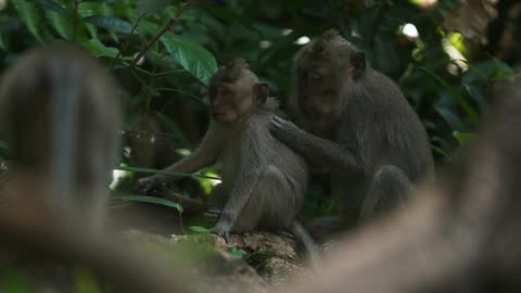 A bigger monkey picks at a smaller monkey's back