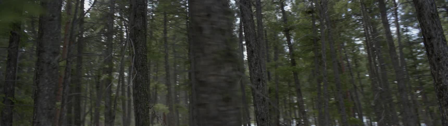 Forest trees standing tall with a dusting of snow on the ground