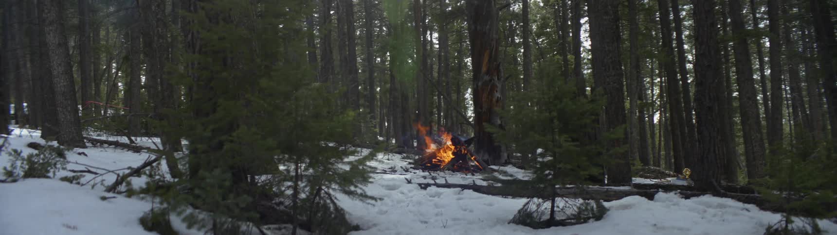 A campfire burning in a snowy forest with tall trees