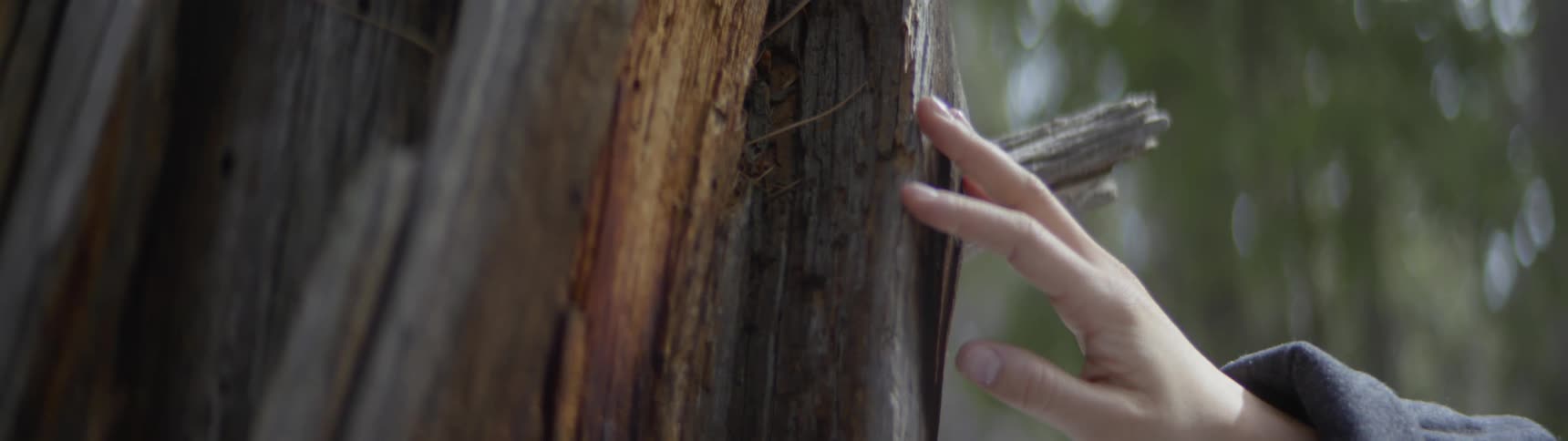 Someone runs their hand down the trunk of a tree