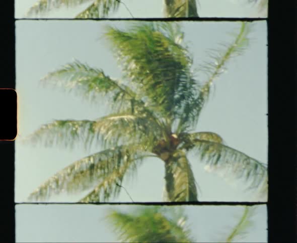 The leaves on palm trees move in the wind