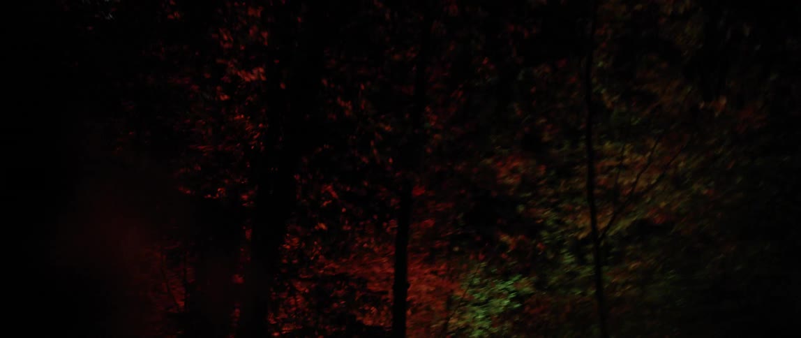 Lights flashing in a dark forest