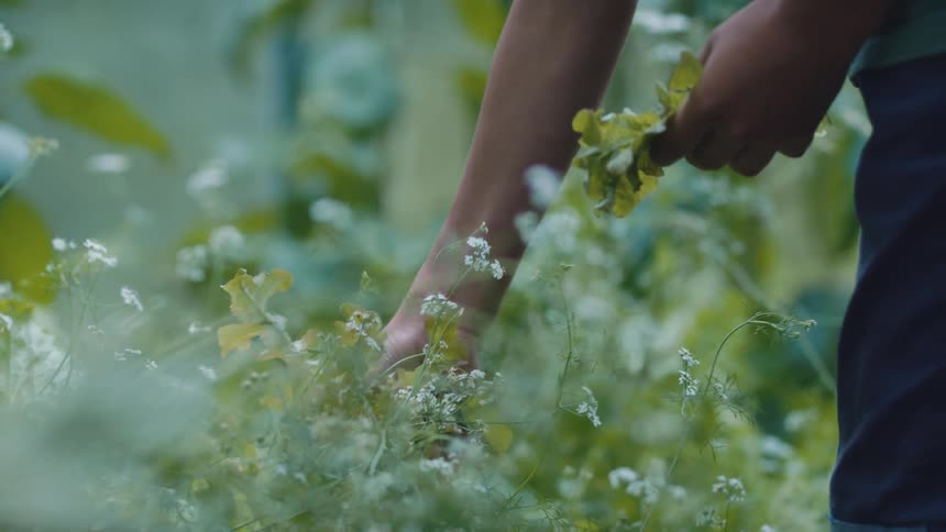 A person harvesting vegetables from a wild garden outdoors