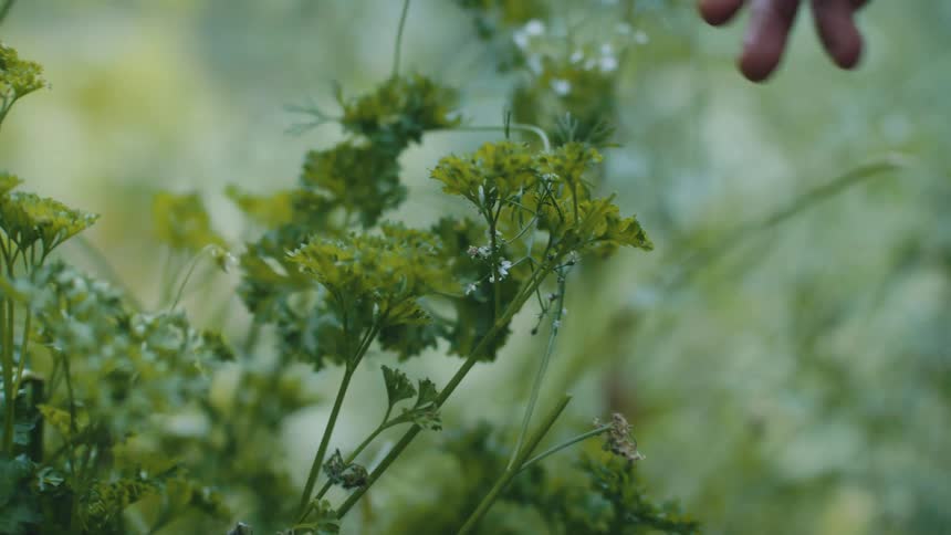A hand pulls at the leaves of a green plant in a garden