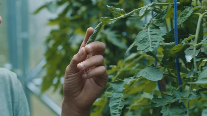 A boy touches and feels the leaves on a plant in a greenhouse