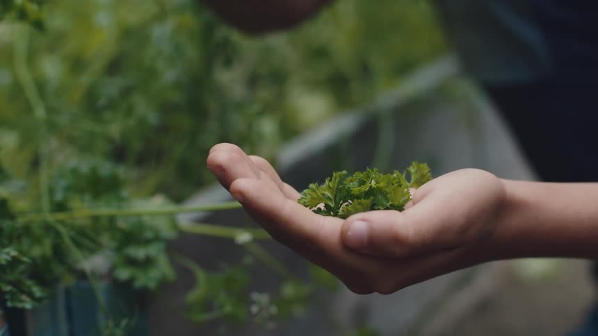 Person gathers sprigs of parsley into their cupped hand