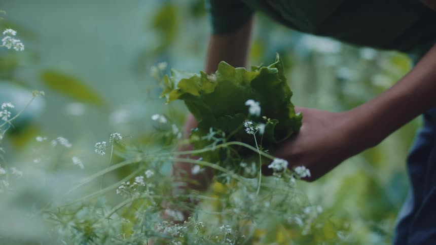 A person is picking plants in a garden