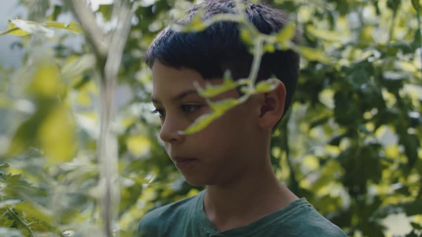 A boy is standing in a greenhouse looking at the plants all around him