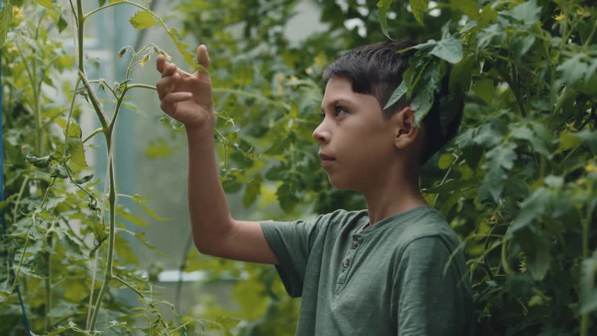A boy is standing in a greenhouse looking at the tomato plants and touching them