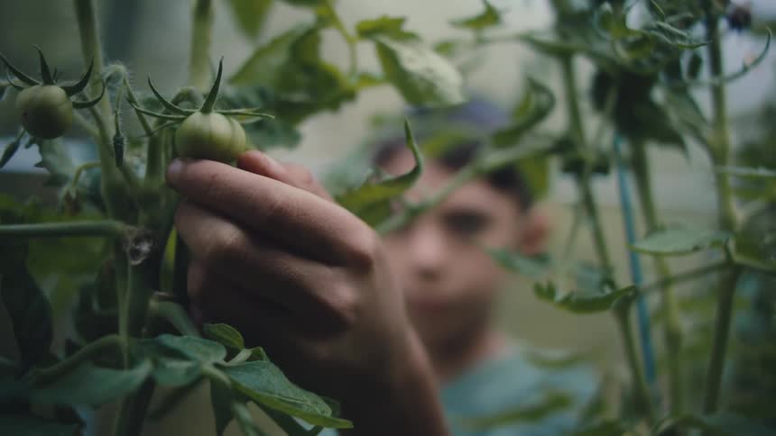 A boy is looking at plants and touching the green tomatoes