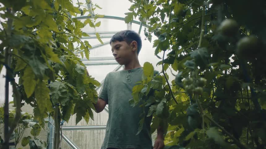 A boy is in a greenhouse touching tomato plants as he looks at them