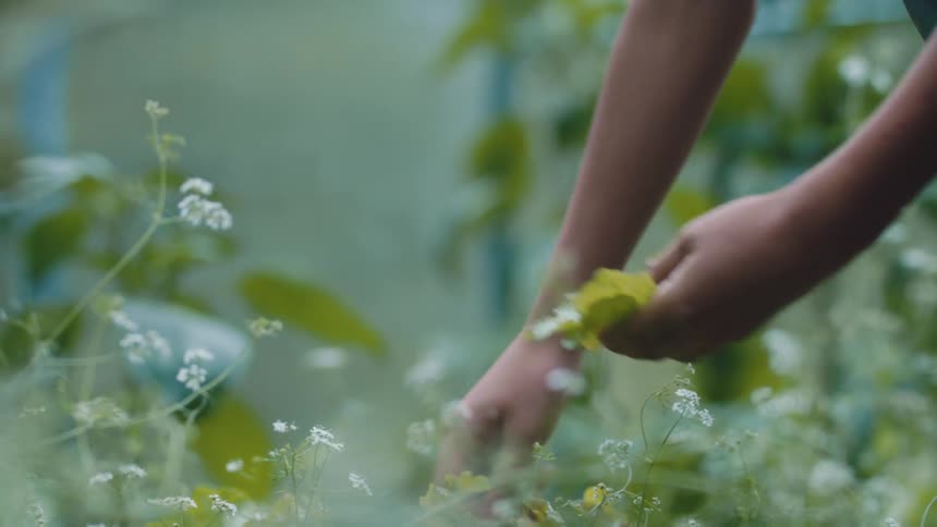 A person is picking plants in a garden