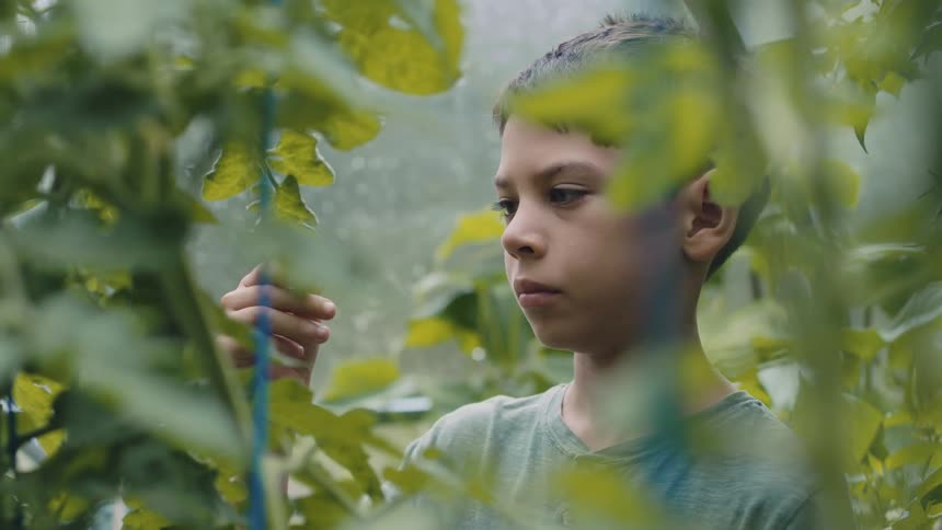 A boy is in a greenhouse looking at plants and touching the leaves