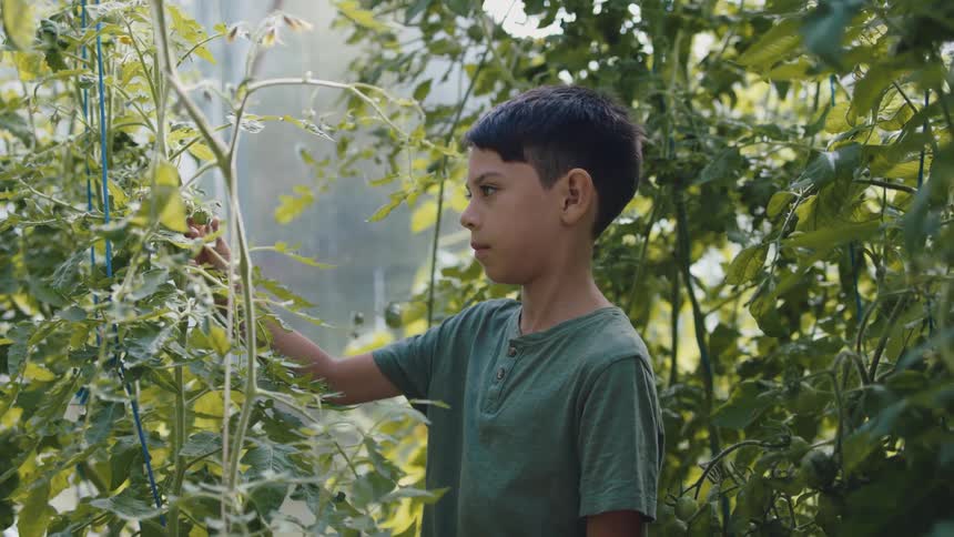 A boy is in a greenhouse touching tomato plants as he looks at them