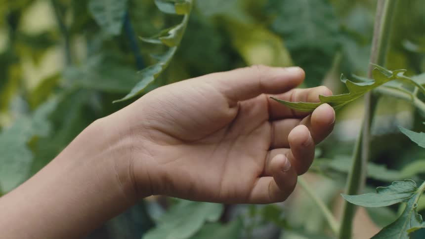 A child touches the leaves of a tomato plant
