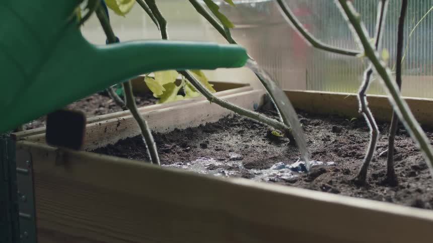 Someone is watering plants with a green watering can