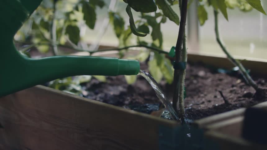 A person is watering plants outdoors in spring