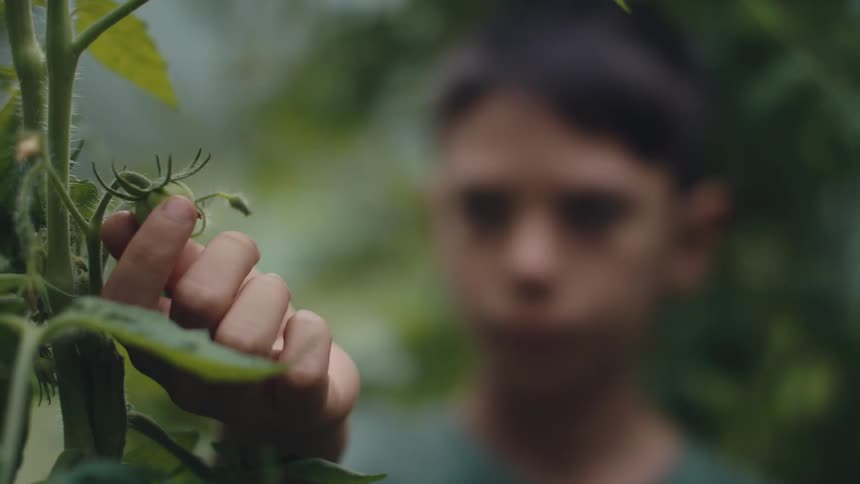 A boy is looking at plants and touching the green tomatoes