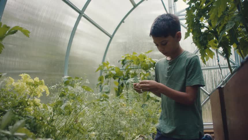 Boy with green t shirt and pants picks flower buds in greenhouse