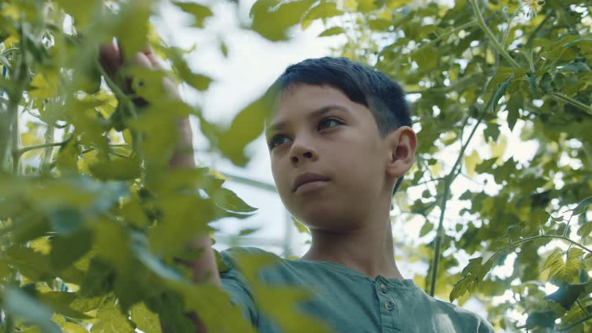 A little boy looks at and touches the tall plants in a garden
