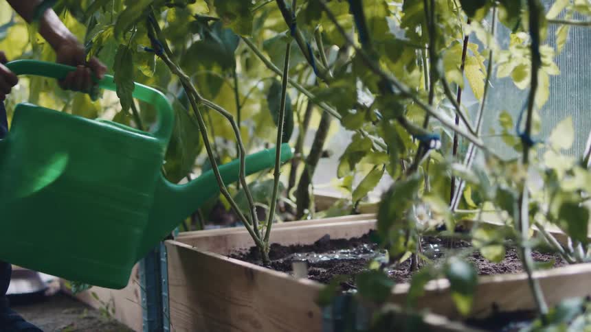 A person is watering some plants outdoors
