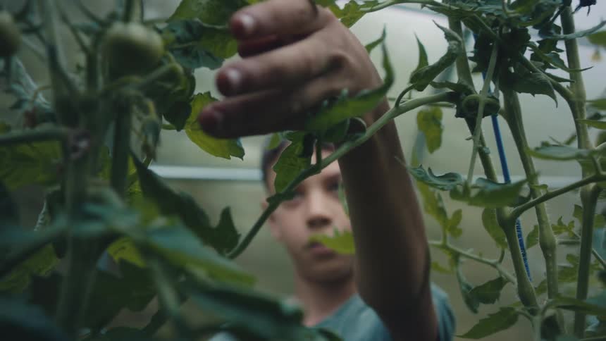 A boy in a greenhouse reaches for and touches a small growing tomato