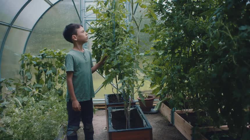 A boy is looking at plants in a garden